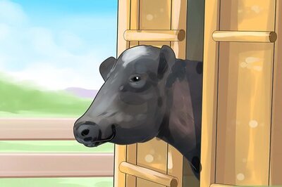 How to Give Cattle Oral Medications