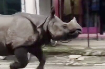 'When Humans Stray Into Rhino Habitat...': Viral Video Shows Rhino Racing Down a Street