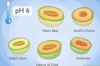 How to Grow Cantaloupe