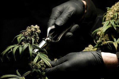 Kerala Students Ask Narcotics Officers For Matchbox To Smoke Ganja, Get Instant 'Buzzkill'