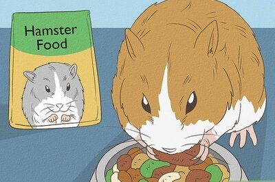 How to Get an Overweight Hamster to Lose Weight