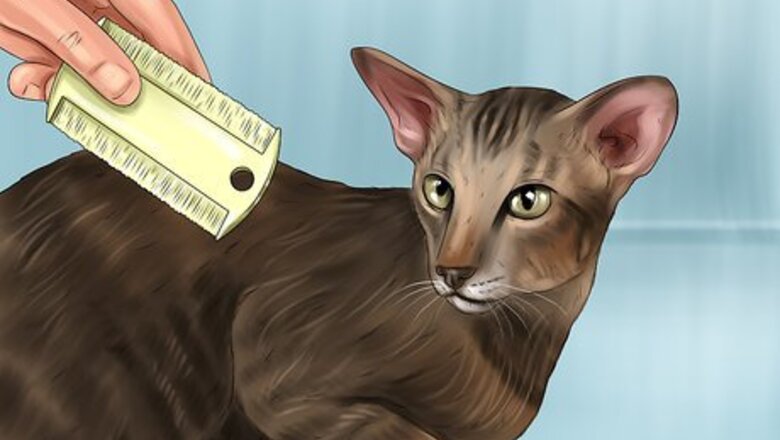 How to Take Care of an Oriental Cat