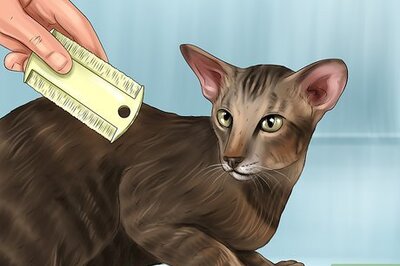 How to Take Care of an Oriental Cat