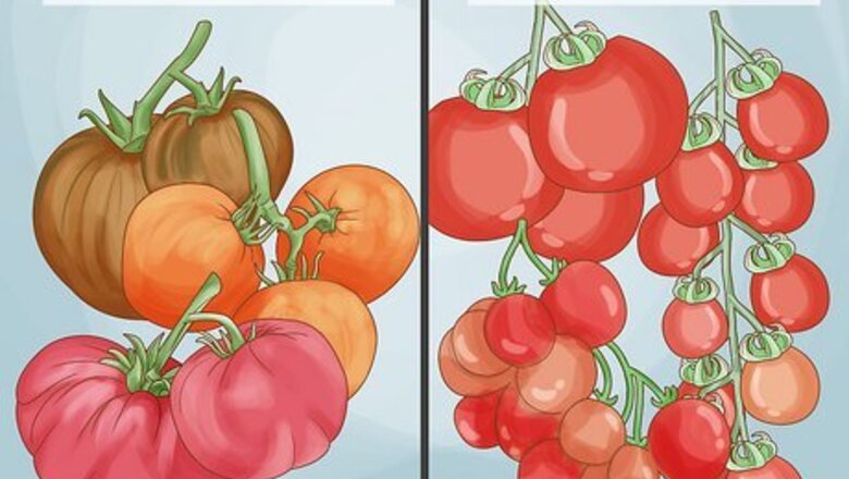 How to Prune Tomatoes