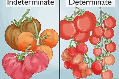 How to Prune Tomatoes