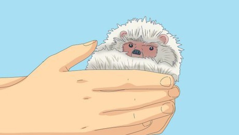 How to Tame a Hedgehog