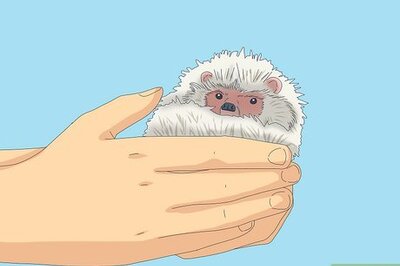 How to Tame a Hedgehog