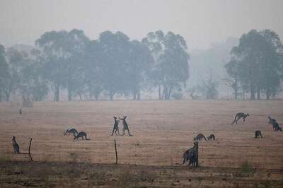 Rainstorms Bring Respite from Raging Bushfires Across Eastern Australia, But Flood Threat Looms