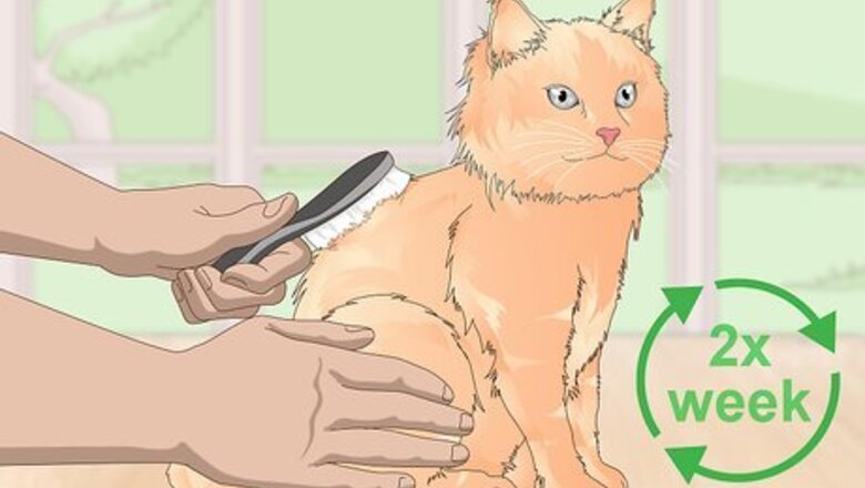 How to Keep Your Cat Clean