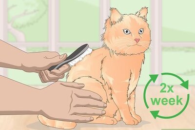 How to Keep Your Cat Clean