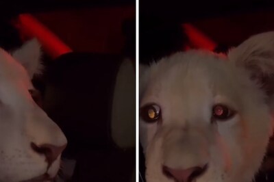 'Not Pets, Free Them': Lion Cub Spotted In Car's Backseat In Pakistan Upsets Internet