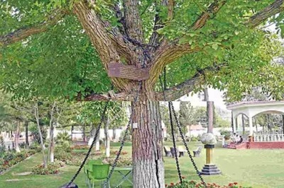 In Pakistan’s Peshawar, This Tree Arrested 125 Years Ago Still Shackled