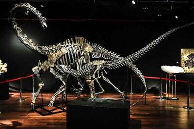 Anyone Want to Buy a Dinosaur? Two on Sale in Paris