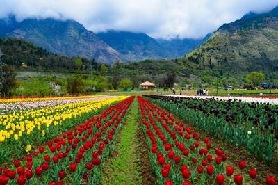 Srinagar's Tulip Garden Witnessed Record Number of Tourists