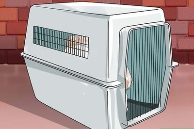 How to Potty Train a Shih Tzu