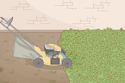 How to Kill Kudzu