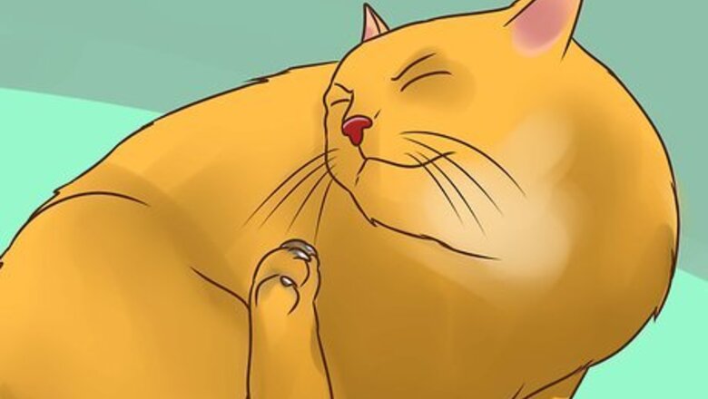How to Treat Lice in Cats