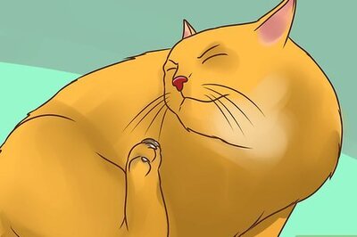 How to Treat Lice in Cats