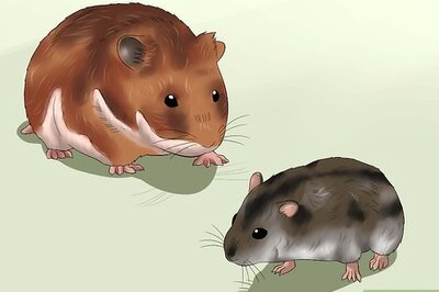 How to Get Hamsters to Stop Fighting