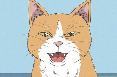 How to Tell If Your Cat Is in Heat