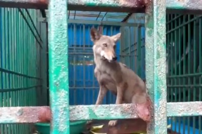 Two, Including A 9-year-Old Boy Injured In Wolf Attack In UP's Bahraich, 'Operation Bhedia' Underway