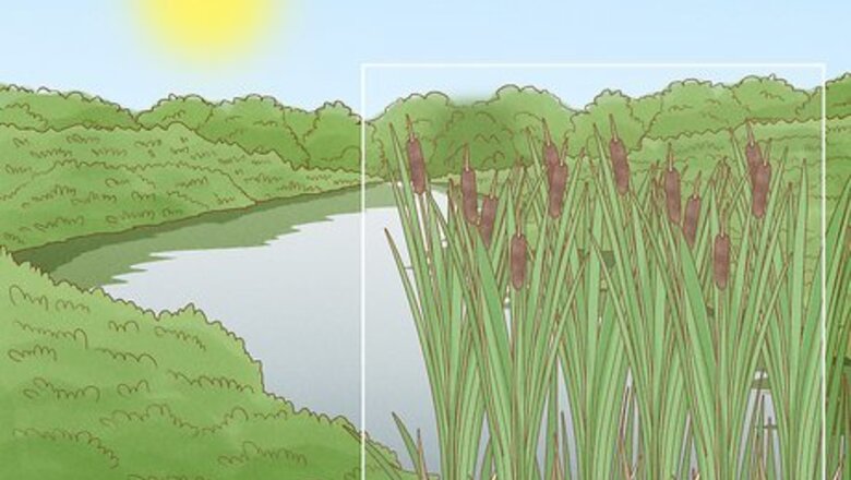How to Harvest Cattails