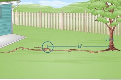 How to Dig up Tree Roots