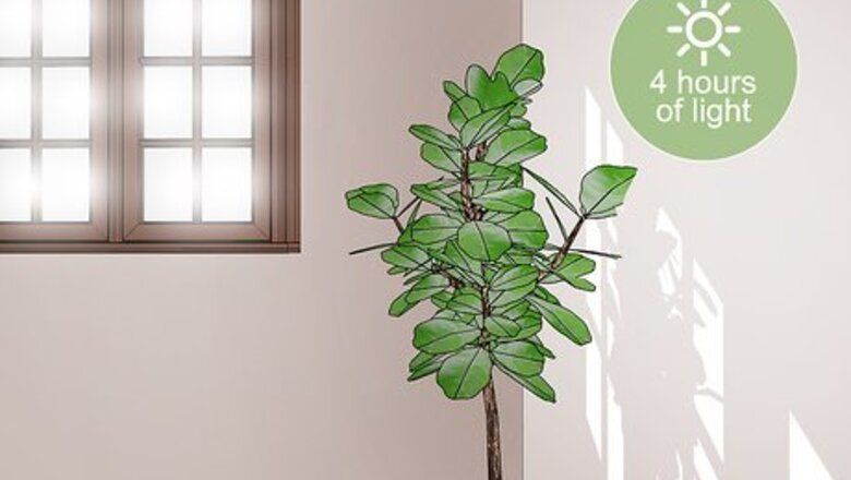 How to Care for a Fiddle Leaf Fig