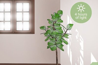 How to Care for a Fiddle Leaf Fig
