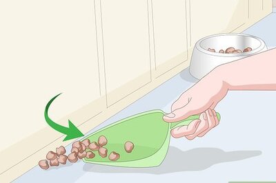 How to Get Rid of Waterbugs