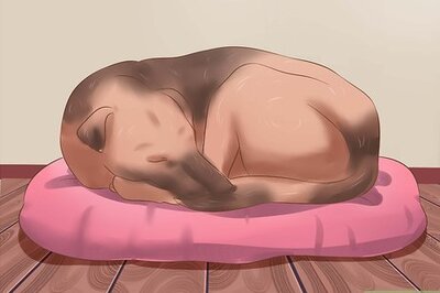 How to Stop a Dog from Snoring