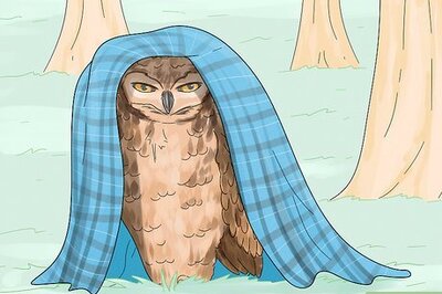 How to Take Care of Owls