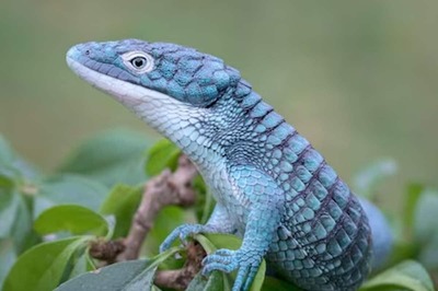 Giant Lizard With Alligator-like Features Found In Mexican Forest Canopy